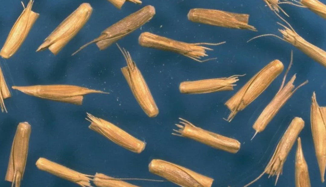 Коварный злак эгилопс цилиндрический: чем опасен и как избавиться