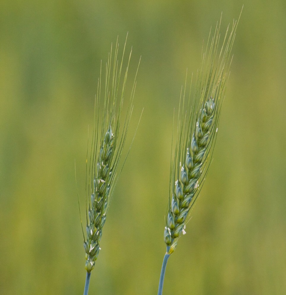 Квоты на семена в 2025 году