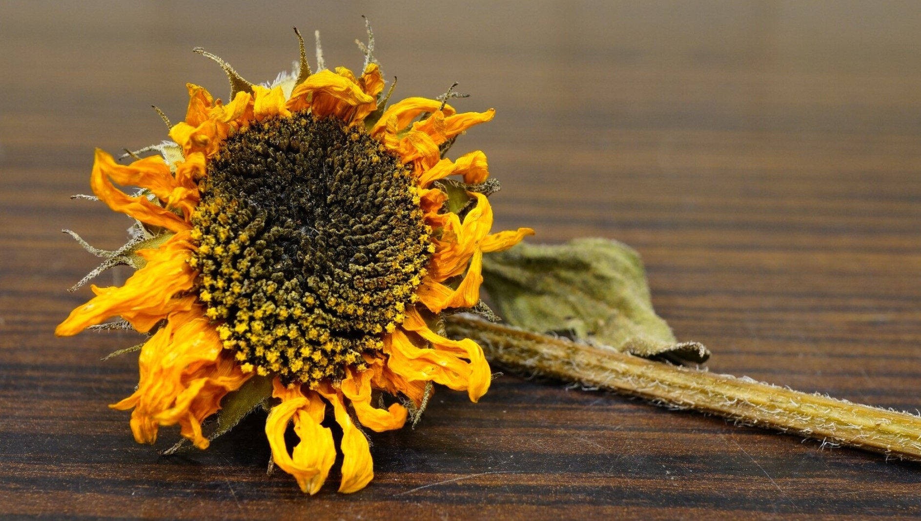 Болезни подсолнечника: симптомы, профилактика, защита 