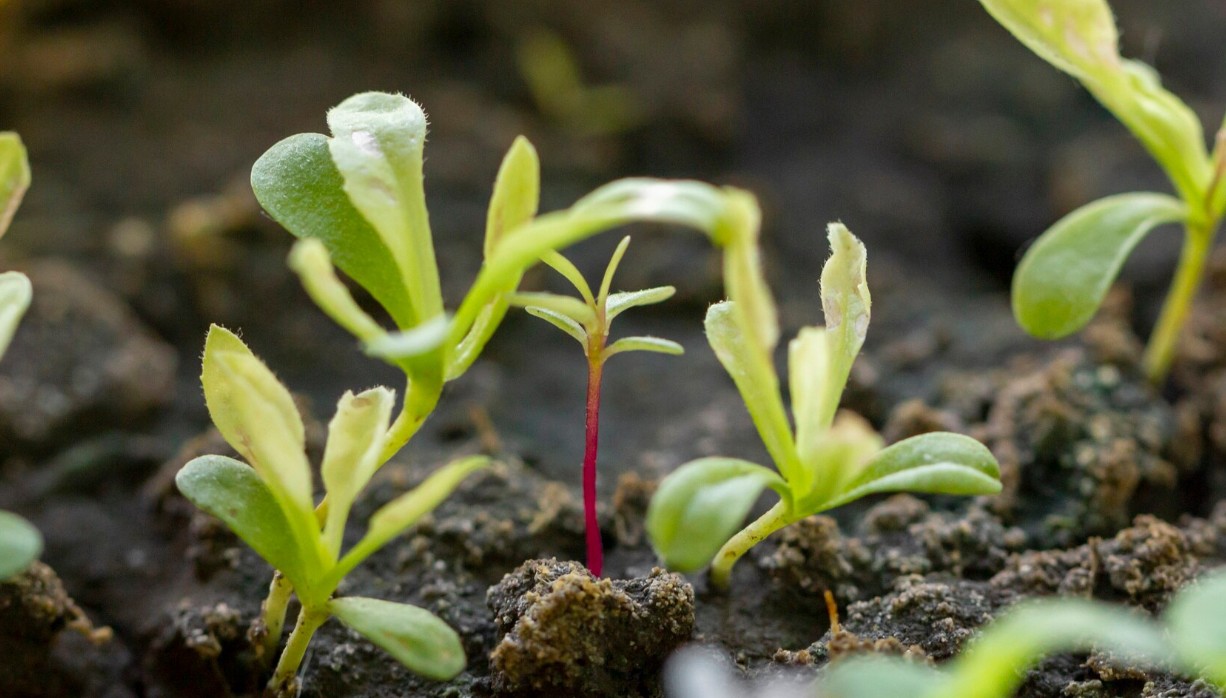Энергия прорастания и всхожесть семян: как определить жизнеспособность посевного материала