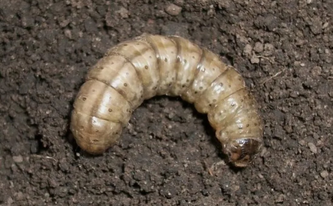 Озимая совка: методы борьбы в условиях изменения климата