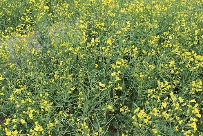 Калий и магний в питании рапса