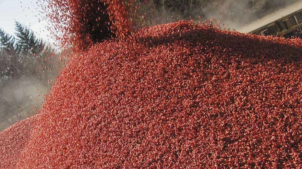 6 преимуществ протравливания семян