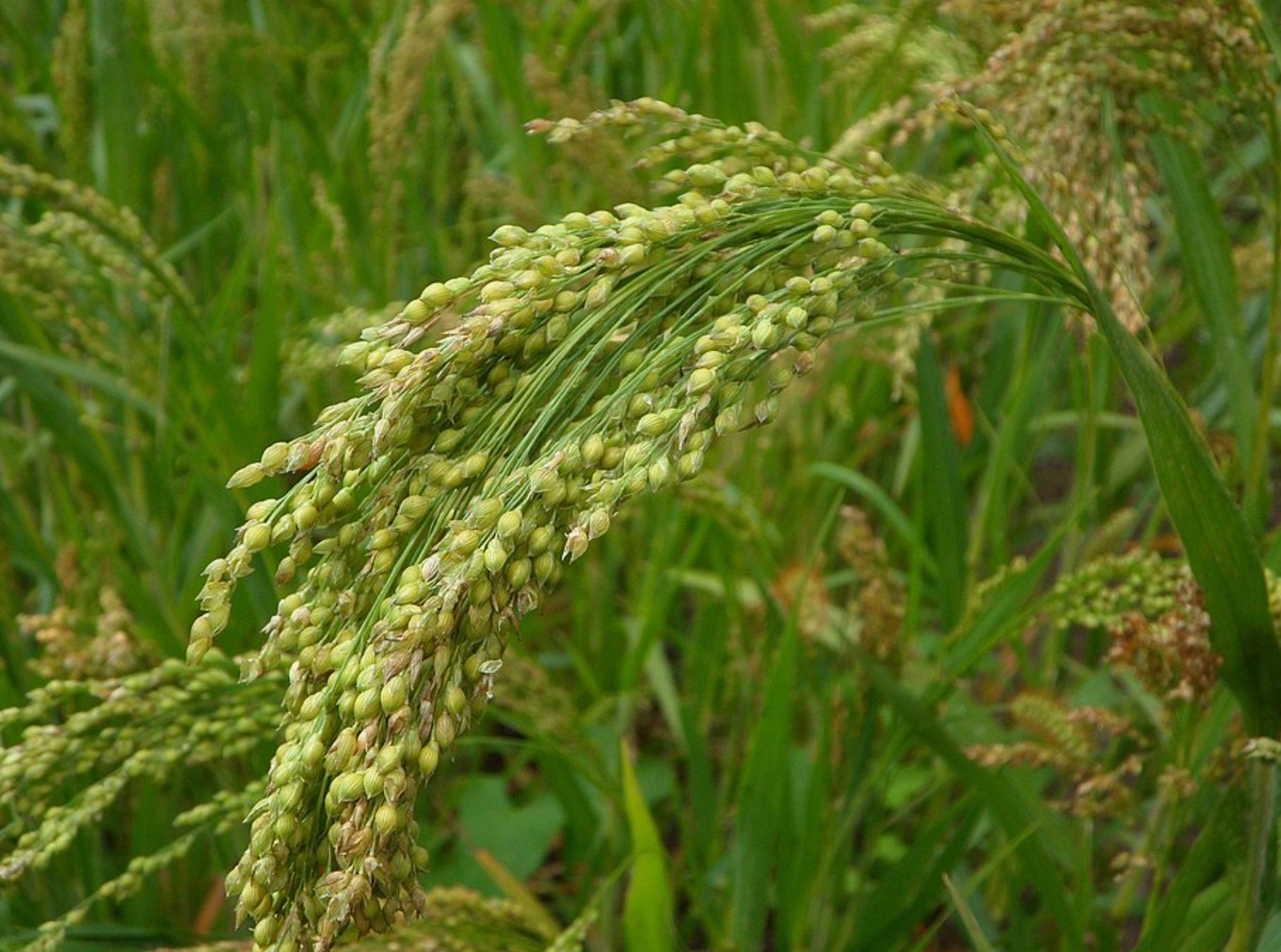 Просо как ключ к продовольственной безопасности