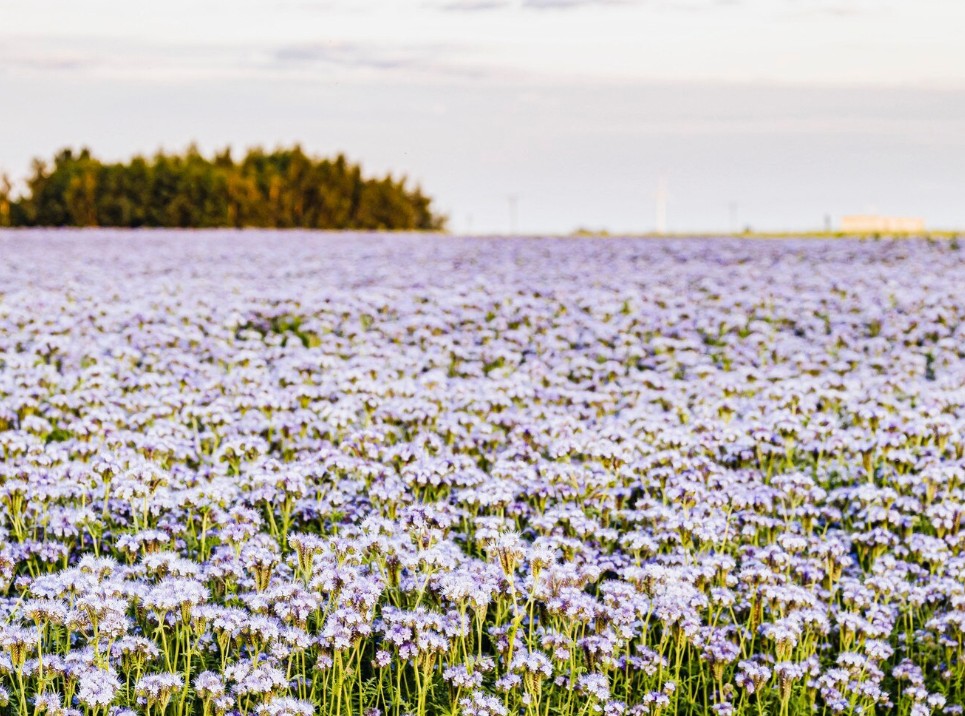Как правильно обработать мелкосемянные культуры после уборки