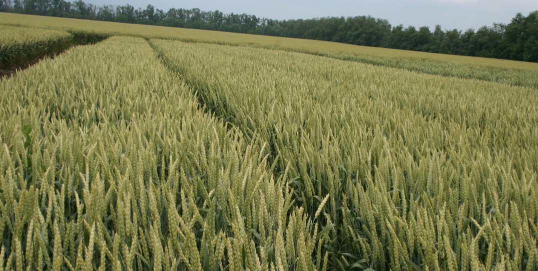 Схемы и стратегии внесения удобрений для озимой пшеницы