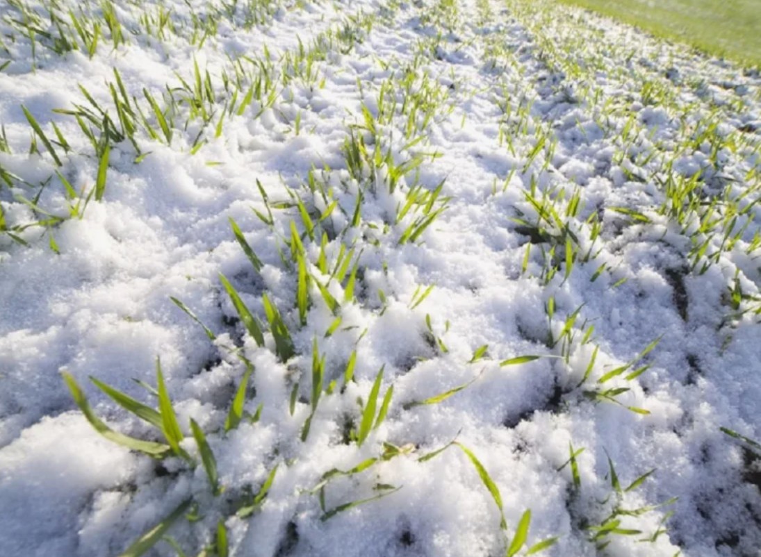 Причины гибели озимых культур: как избежать потерь от зимних стрессов