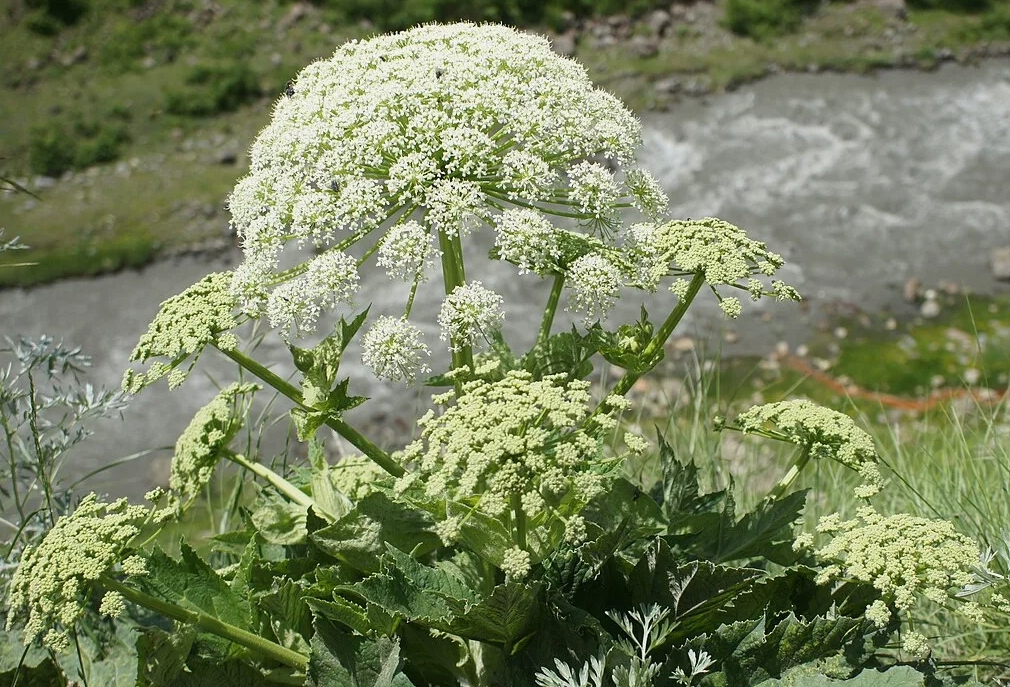 Борьба с борщевиком в 2026 году