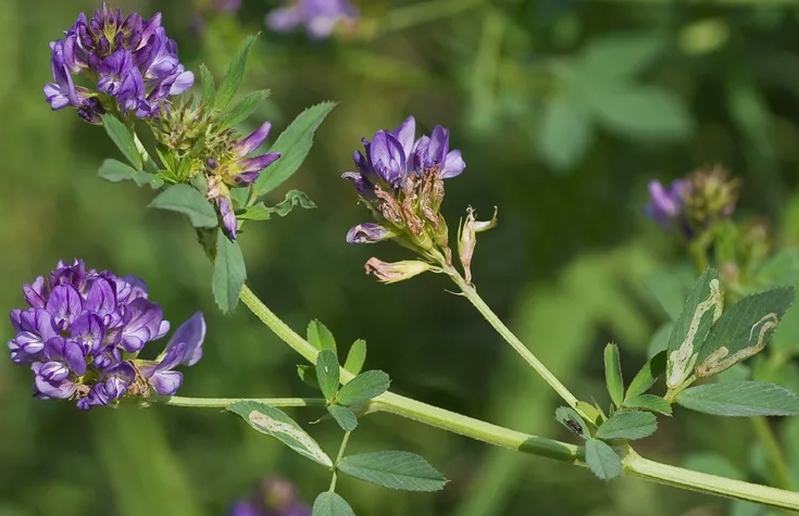 Люцерна как недооцененный ресурс кормового рынка