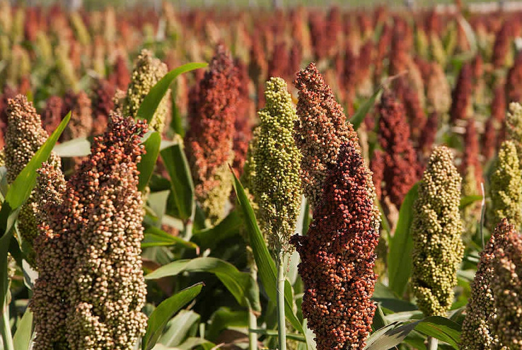 Сорго как стратегическая культура для устойчивого земледелия России