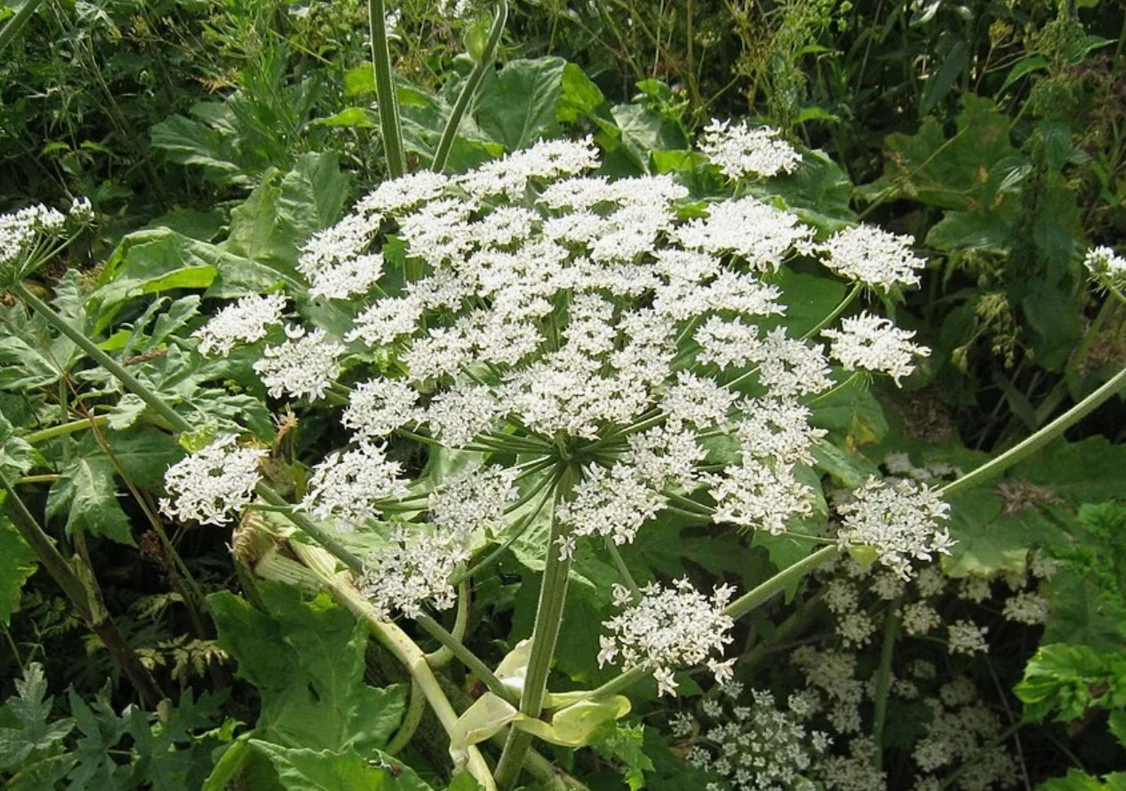 Борщевик Сосновского: угроза агропромышленности и способы борьбы