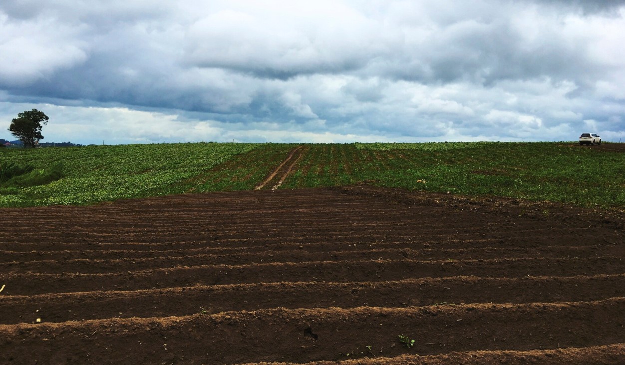 Что такое технология беспахотного земледелия No-Till