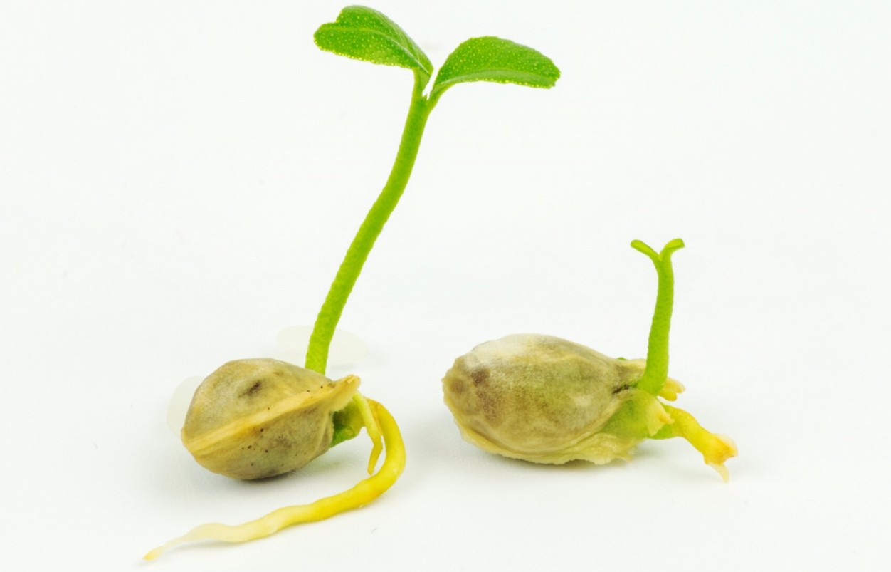 Почему глубина заделки семян решает судьбу урожая?