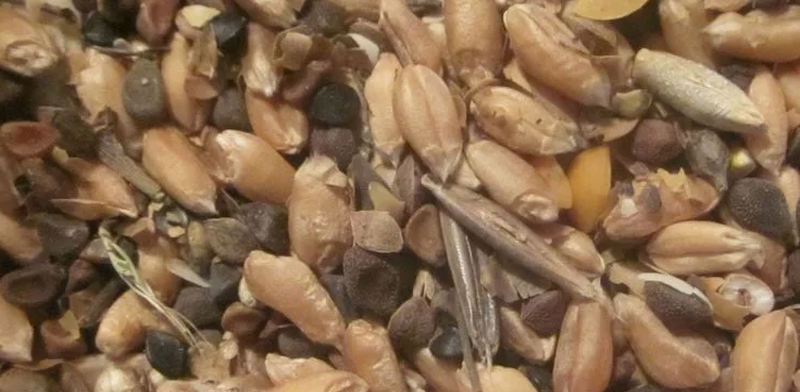 Опасные примеси: важность качественной очистки зерна перед закладкой на хранение