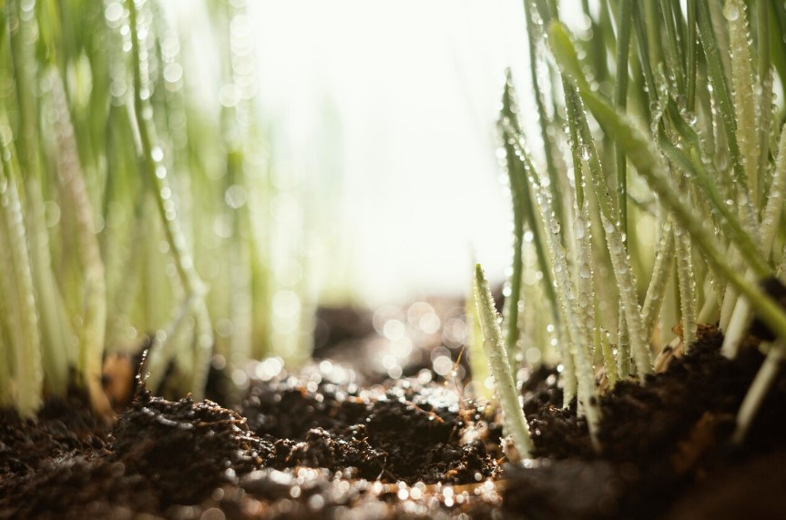 Уменьшение кислотности почв как путь к повышению урожайности